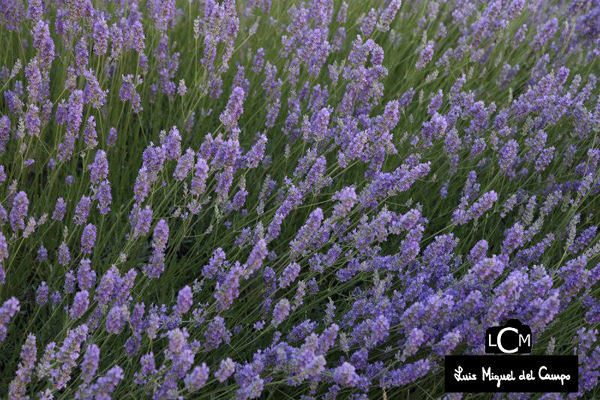 lavanda por fotógrafo de Madrid