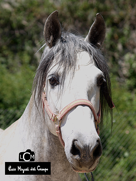 Fotógrafo de animales en Madrid