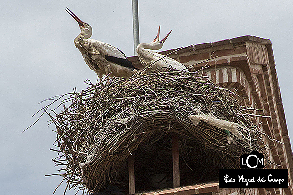 Fotógrafo de naturaleza urbana en Madrid