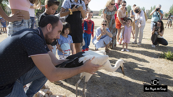 Liberación de cigüeñas en Alcalá de Henares